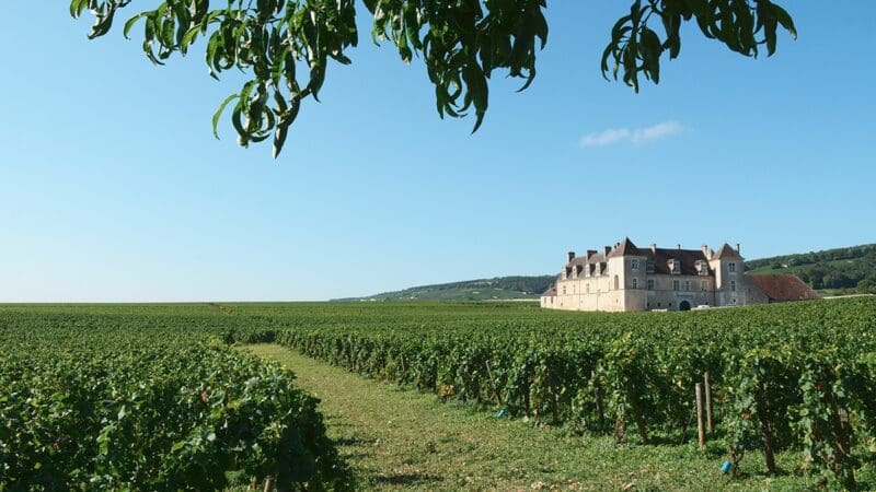printemps doré